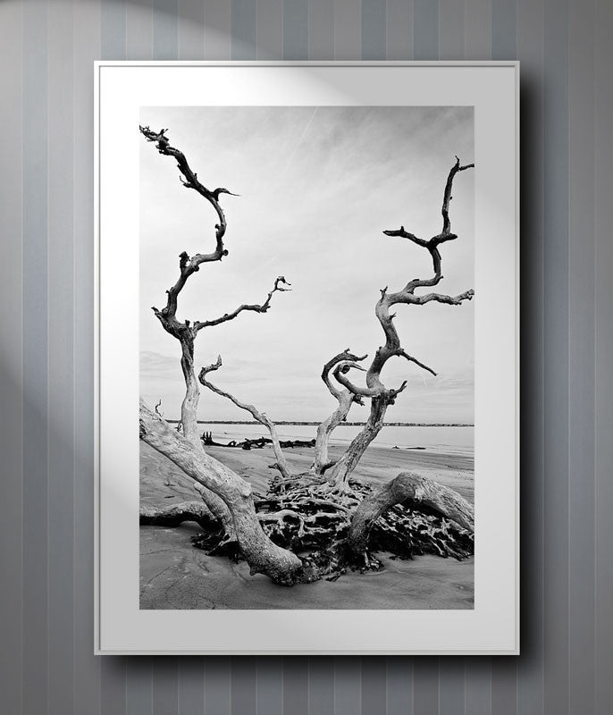 Haunting black and white photographs of dead trees on Driftwood Beach