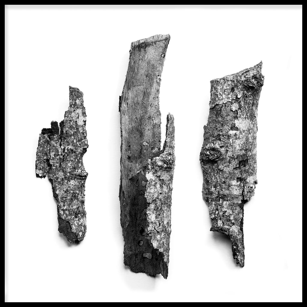 New work: Three tree bark fragments arranged on a white background