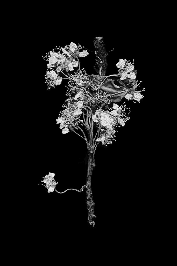 New work: Black and white photograph of tiny pressed flowers found in an old book