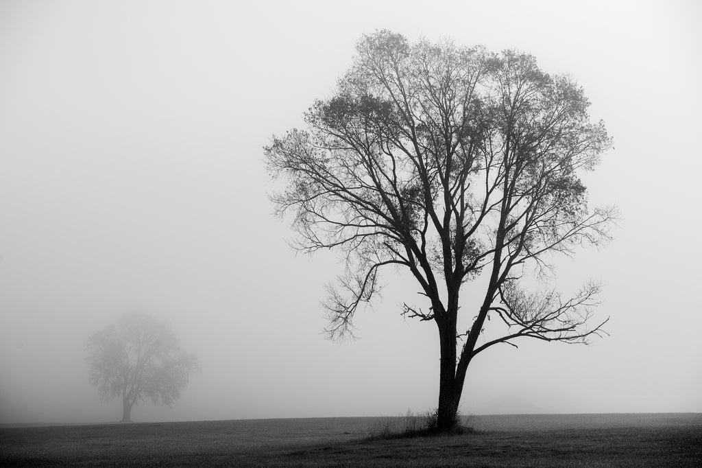 New photographs of landscapes featuring trees in fog