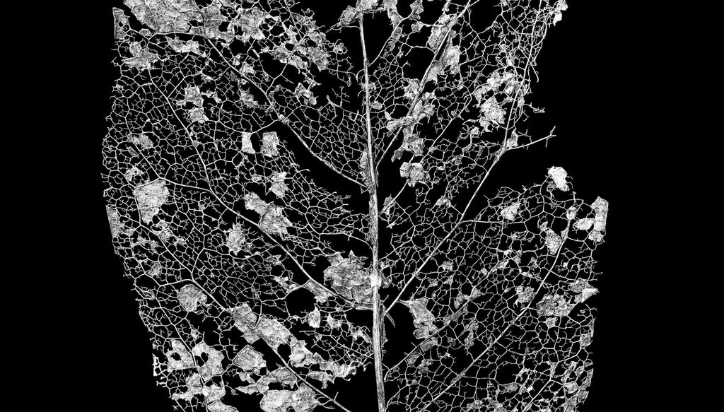 Minimalist but dramatic nature photographs of intricate leaf skeletons