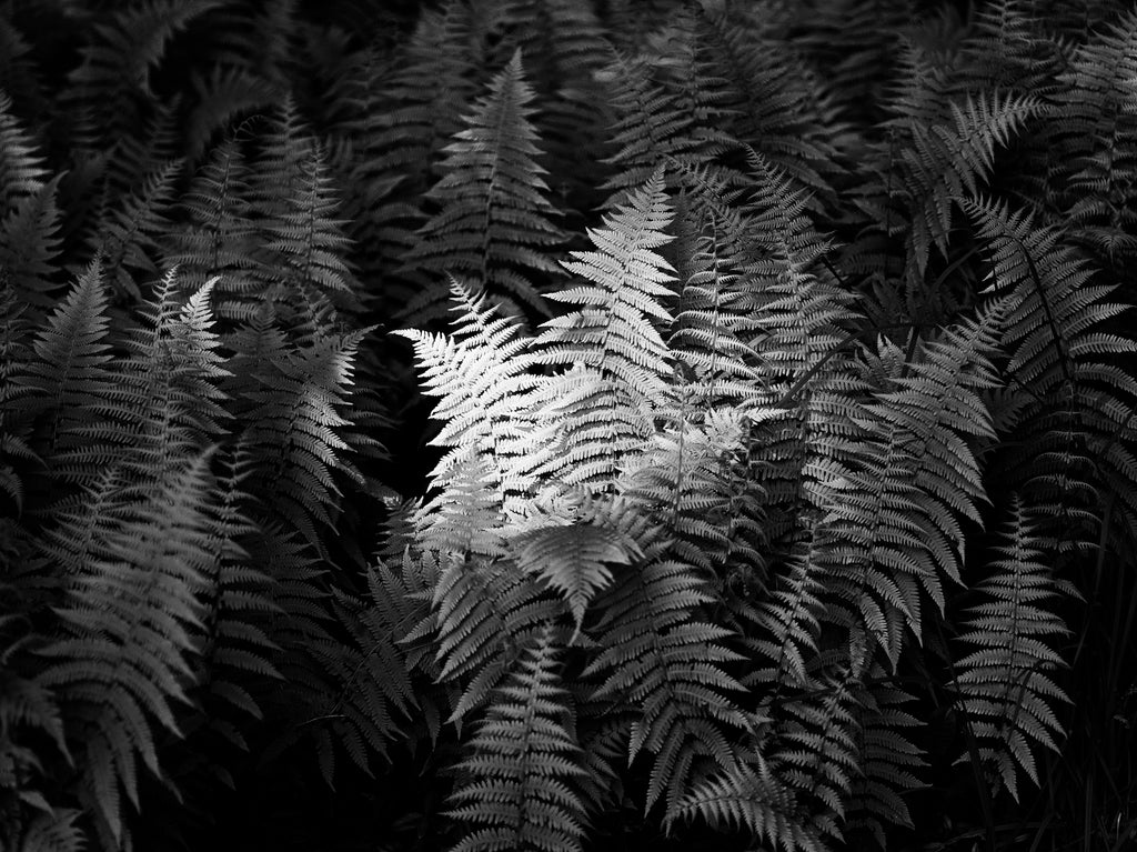 Black and white medium format photograph of ferns in the shade of the forest catching a bright beam of sunshine.