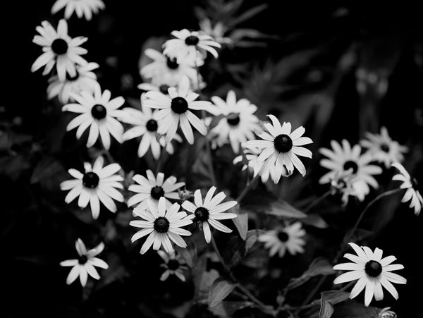 Black and white photograph of a cluster of wildflowers photographed in the cool shade on a warm summer day.