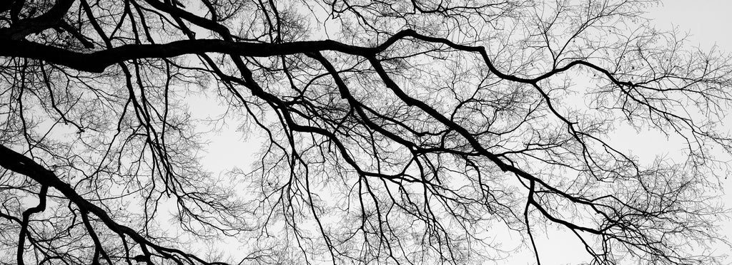 Black and white panoramic landscape photograph that emphasizes the long reach of a barren black tree winter branch.