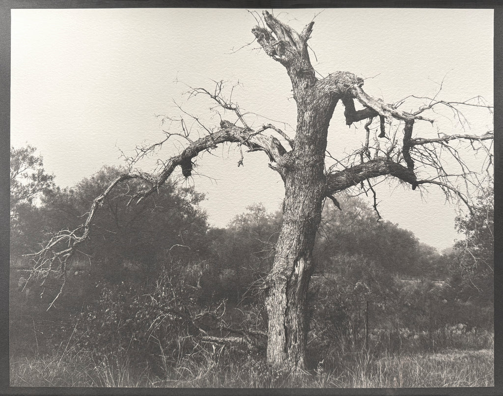 One-of-a-kind, handmade platinum/palladium print showing a gnarly old tree in the Texas Hill Country. Limited to an edition of 8 at this size plus two artist proofs, the price will increase with each sale.
Each print of the edition will be a unique, handmade print that may vary slightly from the first print shown here. Because of the handmade nature of the printing process, every print — even those made from the identical negative — is unique.