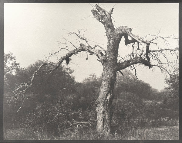 One-of-a-kind, handmade platinum/palladium print showing a gnarly old tree in the Texas Hill Country. Limited to an edition of 8 at this size plus two artist proofs, the price will increase with each sale.
Each print of the edition will be a unique, handmade print that may vary slightly from the first print shown here. Because of the handmade nature of the printing process, every print — even those made from the identical negative — is unique.