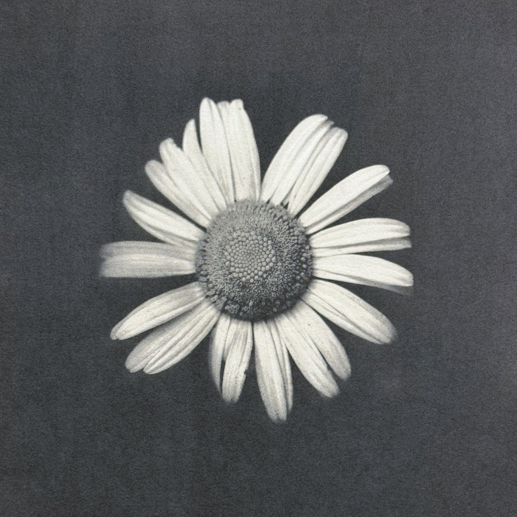 One-of-a-kind, handmade platinum/palladium print of a beautiful white flower blossom. Limited to an edition of 8 at this size plus two artist proofs, the price will increase with each sale.
Each print of the edition will be a unique, handmade print that may vary slightly from the first print shown here. Because of the handmade nature of the printing process, every print — even those made from the identical negative — is unique.