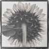 Fuzzy Stem of a Sunflower - Handmade Platinum/Palladium Limited Edition Print