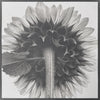 Fuzzy Stem of a Sunflower - Handmade Platinum/Palladium Limited Edition Print
