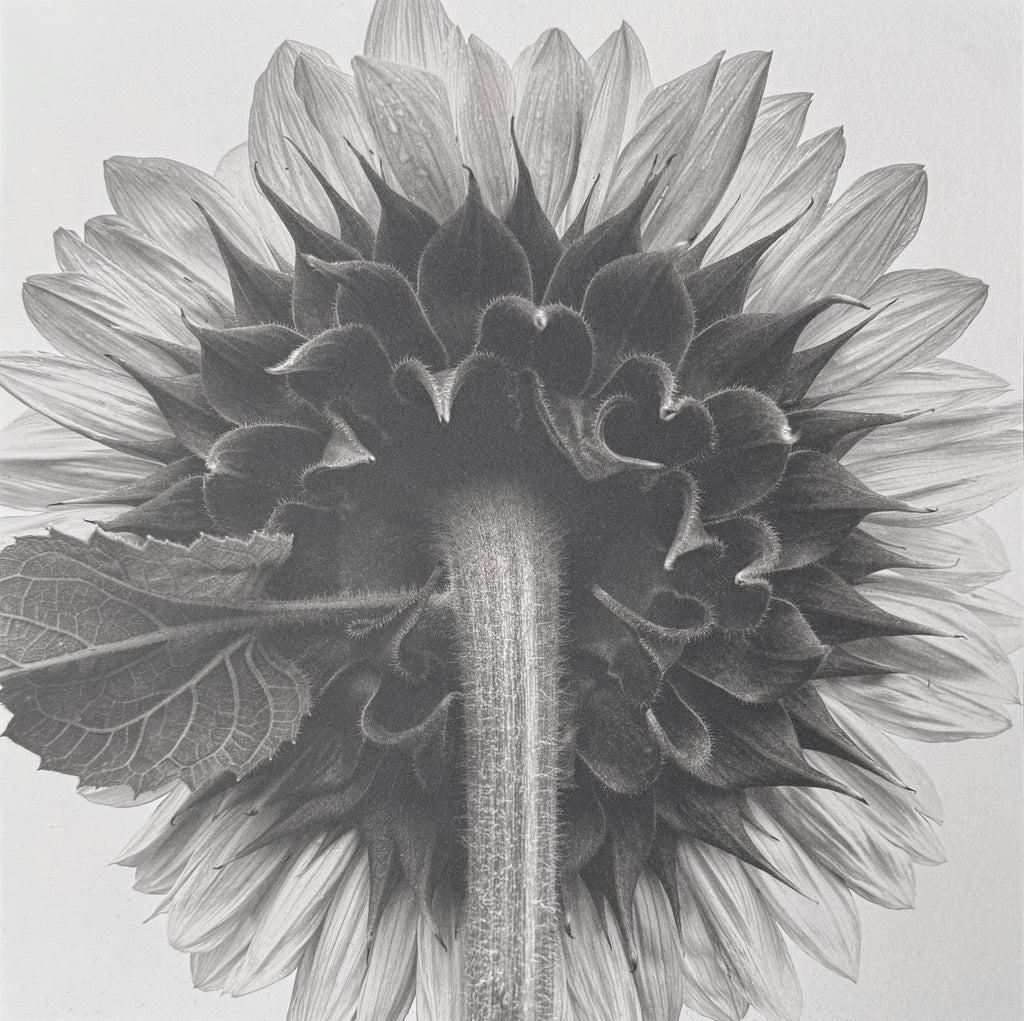 One-of-a-kind, handmade platinum/palladium print of the fuzzy stem on the back of a sunflower. Limited to an edition of 8 at this size plus two artist proofs, the price will increase with each sale.