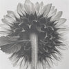 One-of-a-kind, handmade platinum/palladium print of the fuzzy stem on the back of a sunflower. Limited to an edition of 8 at this size plus two artist proofs, the price will increase with each sale.