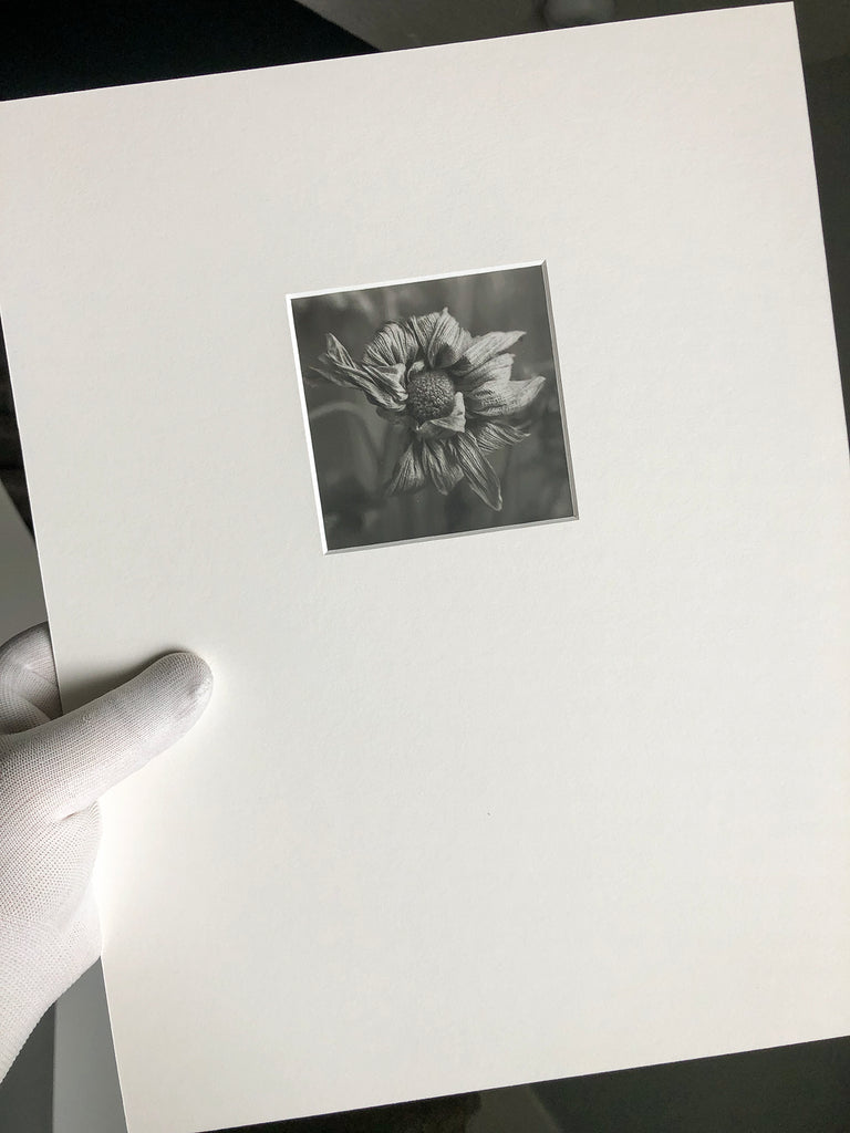 This photograph shows a close-up of a textured and wrinkled dead flower. Original handmade black and white photograph printed by Keith Dotson in his darkroom on Ilford Warm Tone gelatin silver fiber based matte-surface paper. This print is mounted on 4-ply acid-free white mounting board, with an ivory 4-ply over mat, and sealed in a plastic sleeve for protection. Image size is approximately 3.5 x 3.5 inches square. Signed by the artist on back of the mount.