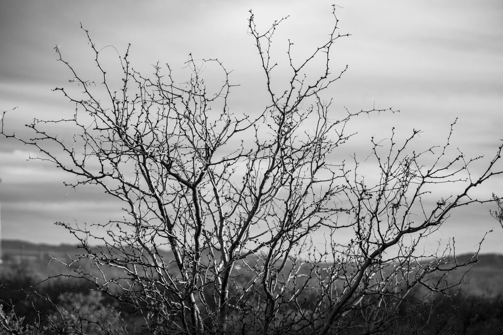 Black and white photograph of a thorny bush found in the desert of West Texas.