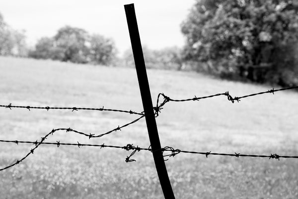 Black and white photograph of twisted and wavy barbed wire silhouetted in the shade of a tree line alongside a sunny farm pasture dotted with wildflowers.
