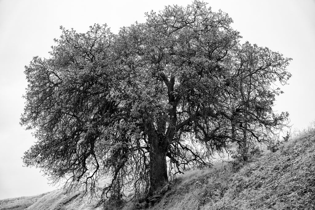 Black and white photograph of a big oak tree on a wintery hillside in Oregon.