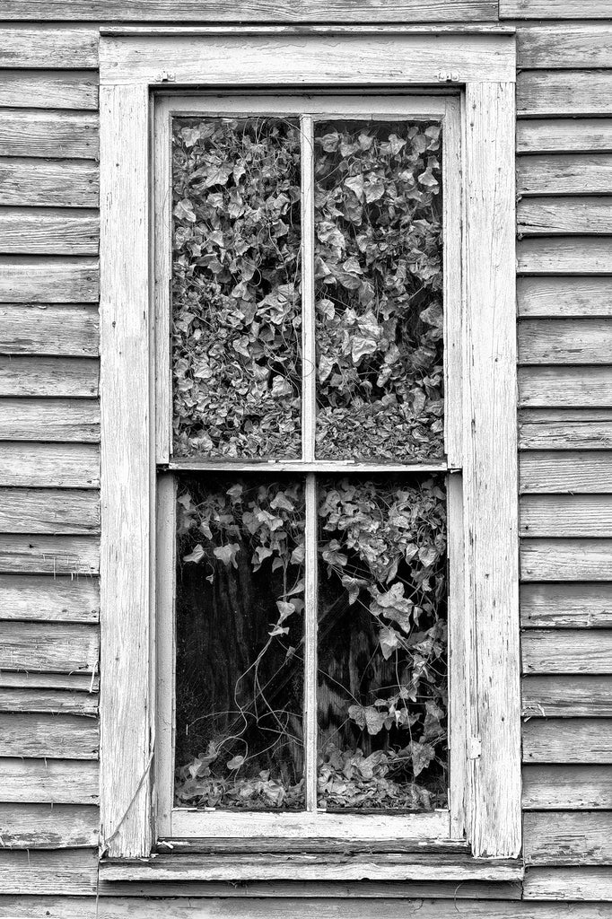 Black and white photograph of the window of an abandoned house filled with dried old ivy in the American South.