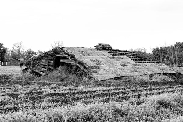 Black and white photograph of an old wooden barn laying collapsed on the ground in the midst of farmland in the American South.