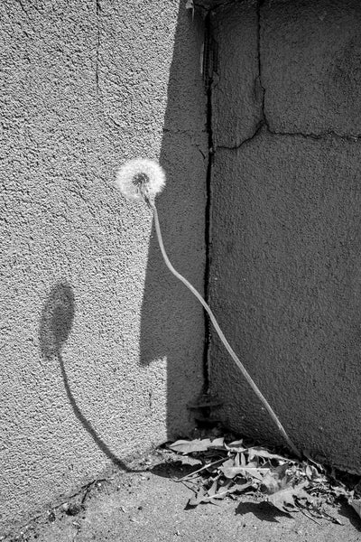 Black and white photograph of a dandelion growing from a crack at the base of a cement wall to find the sunlight.