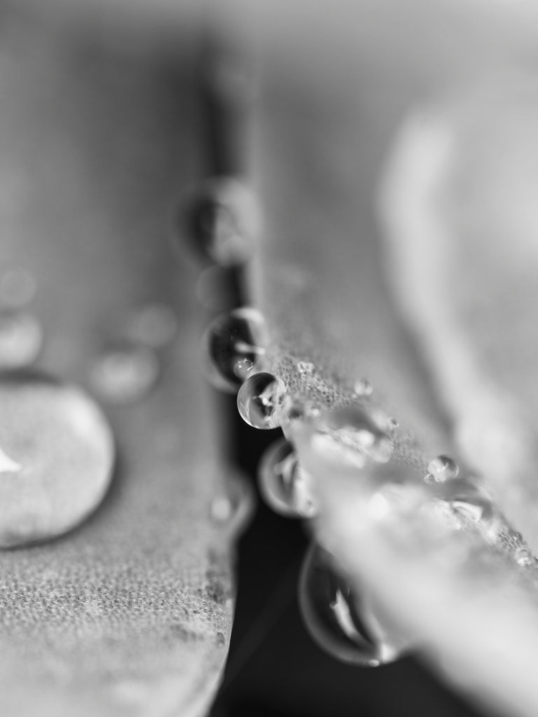 Black and white macro photograph of the sparkling raindrops from a summer morning rain shower on the leaves of a succulent plant.