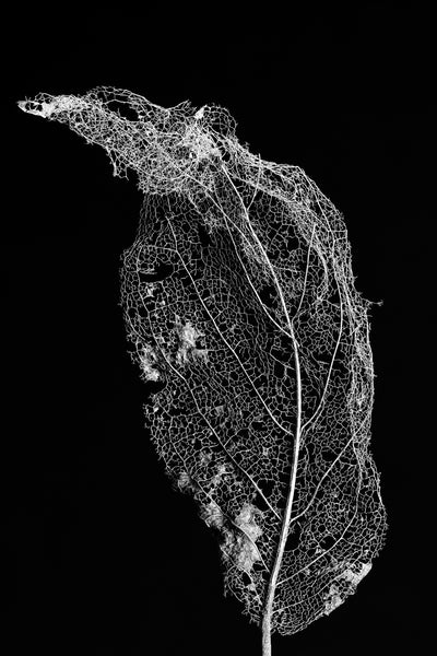 Black and white detail photograph of the intricate skeleton of a dead leaf.