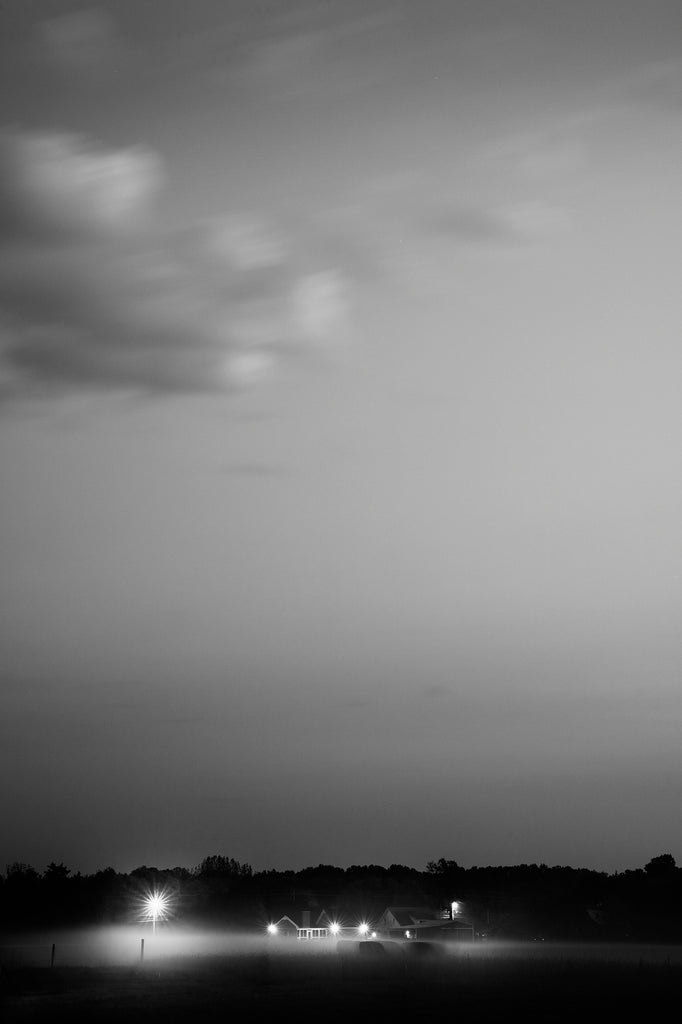 Black and white photograph of cows walking like specters through a low-lying fog after dusk.