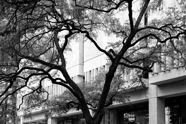 Black and white photograph of tall beautiful trees near the Harry Ransom Center on the campus of the University of Texas at Austin.