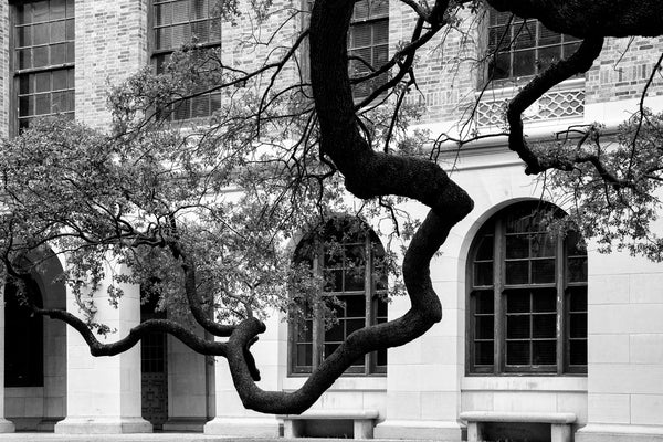 Black and white photograph of long, meandering tree branches that seem to hover over the ground on the campus of the University of Texas in Austin.