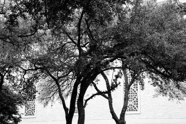 Black and white photograph of trees shading the West Mall area, with the distinctive windows of the Flawn Academic Center seen in the background on the campus of the University of Texas at Austin.