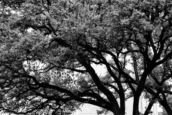Black and white photograph of a grove of trees in the West Mall area of the University of Texas at Austin, with a distinctive window of the Flawn Academic Center visible through the branches.