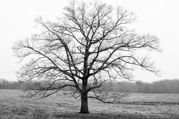 Black and white photograph of a magnificent black tree standing barren in a bleak winter landscape.