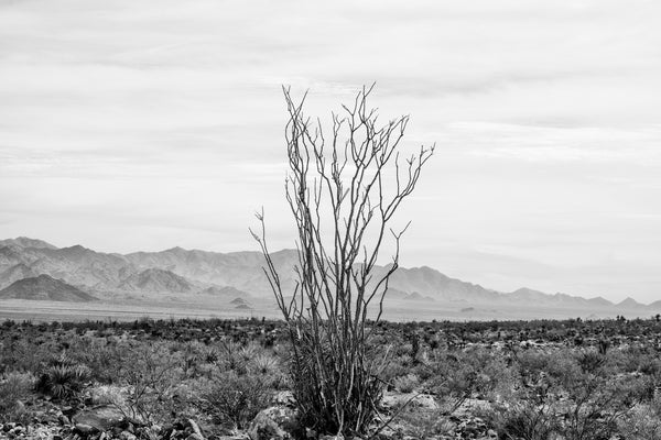 Black and white photograph of an ocotillo surrounded by the Arizona desert with mountains in the distance.