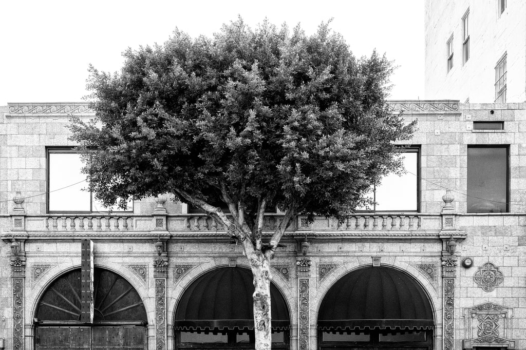 Black and white photograph of a street scene in downtown Los Angeles featuring a sidewalk tree in front of the facade of an old building with ornate architectural details.