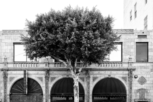 Black and white photograph of a street scene in downtown Los Angeles featuring a sidewalk tree in front of the facade of an old building with ornate architectural details. 