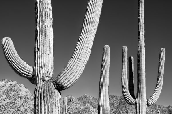 Black and white photograph of the outstretched arms of several tall saguaro cacti in the desert of southern Arizona.
