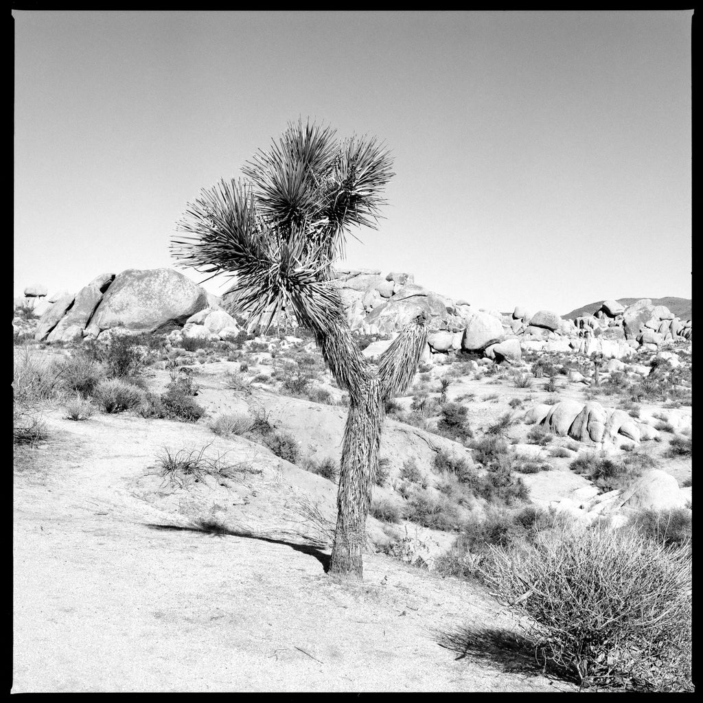 Black and white photograph of a Joshua Tree in the desert of Joshua Tree National Park in southern California. This photograph was shot on medium format Kodak TMAX 100 black and white film. Film photography provides a different look than digital photography and prints will display a pleasing amount of film grain and may appear somewhat softer than modern digital images. The print retains a portion of the black film edge. (Square format)