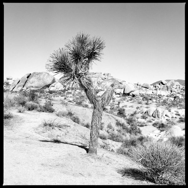 Black and white photograph of a Joshua Tree in the desert of Joshua Tree National Park in southern California.  This photograph was shot on medium format Kodak TMAX 100 black and white film. Film photography provides a different look than digital photography and prints will display a pleasing amount of film grain and may appear somewhat softer than modern digital images. The print retains a portion of the black film edge. (Square format)