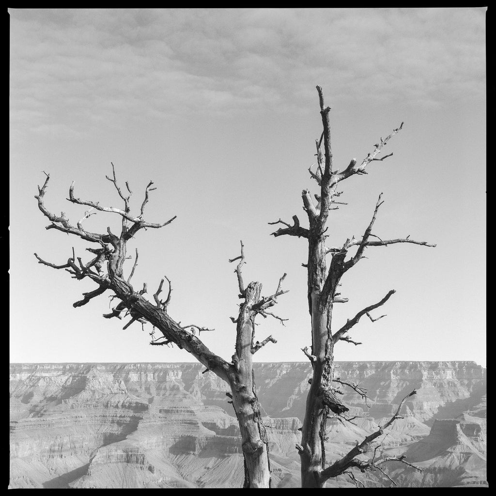 Black and white photograph of a dead tree along the South Rim of the magnificent Grand Canyon. This print includes a narrow black portion of the film edge as shown. (Square format)