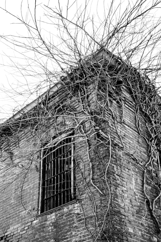 Black and white photograph of an exterior corner the abandoned 1894 brick jail in Tunica, Mississippi wrapped with vines.