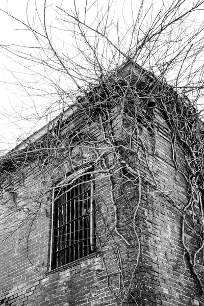 Black and white photograph of an exterior corner the abandoned 1894 brick jail in Tunica, Mississippi wrapped with vines.