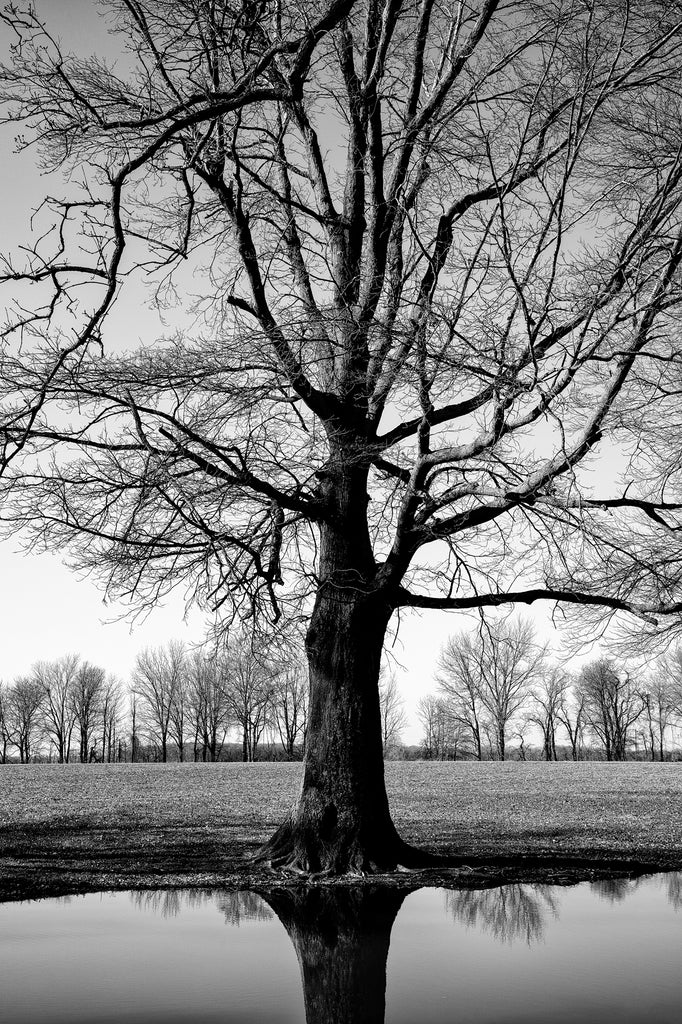 Black and white photograph of a tall tree reflecting in the glassy surface of a still pond.