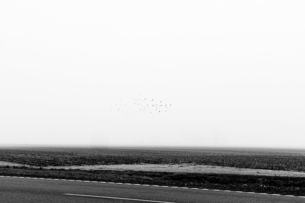 Black and white photograph of birds swirling in a blur over the flat and foggy Mississippi Delta farm landscape.