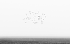 Birds Swirling in a Foggy Mississippi Delta Farm Field - Black and White Photograph (KD20727X)