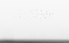 Birds Swirling Over the Foggy Mississippi Delta Landscape - Black and White Photograph (KD20728X)