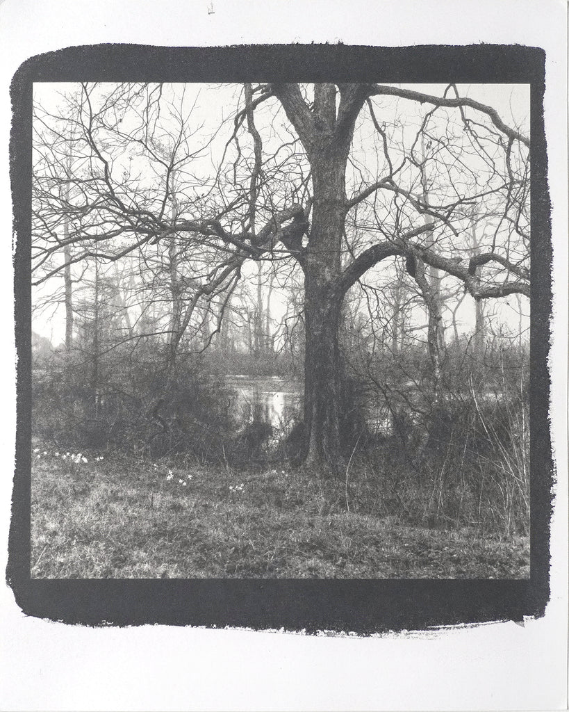 One-of-a-kind, handmade platinum/palladium print showing a winter tree on a foggy morning in the Mississippi Delta. Limited to an edition of 8 at this size plus two artist proofs, the price will increase with each sale.