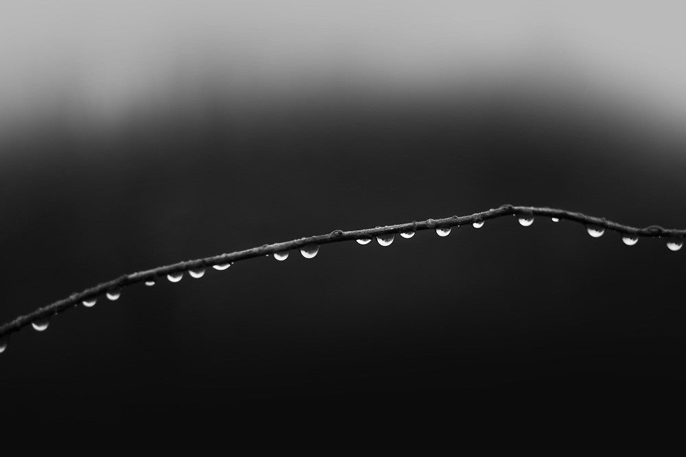 Dramatic black and white photograph of a row of sparkling raindrops dangling on a curved rose cane.