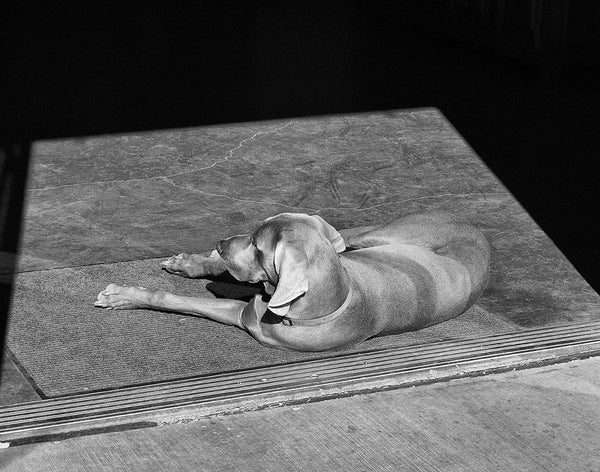 Black and white photograph of a sleepy dog lying in the sunshine in the doorway of an art gallery on Santa Fe's famous Canyon Road.