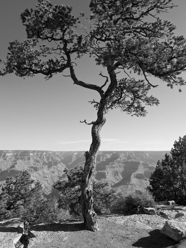 Black and white landscape photograph of a tree standing on the South Rim of the Grand Canyon, in Arizona.