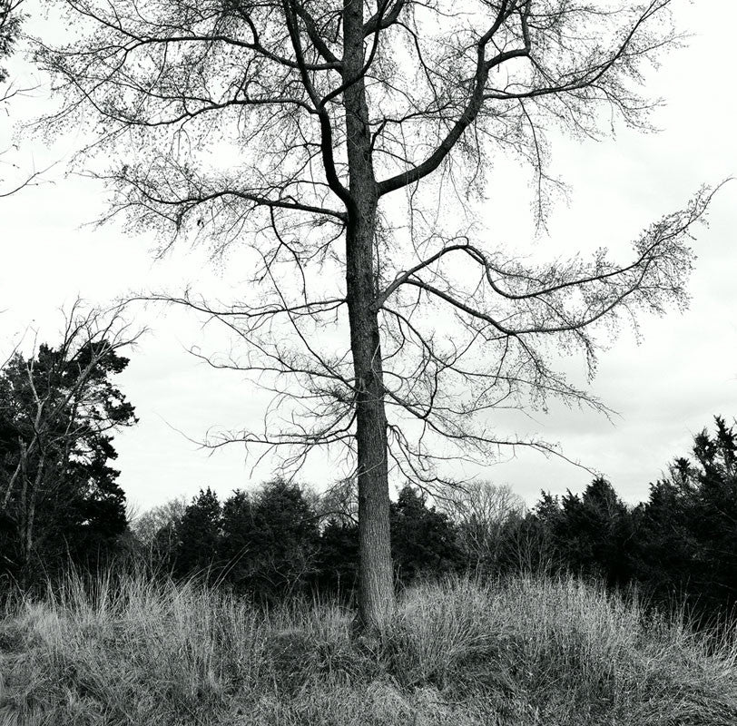 Black and white landscape photograph of a tree in winter, standing atop an Earthen wall built by soldiers in 1863, to act as a defensive fortification during the US Civil War. 