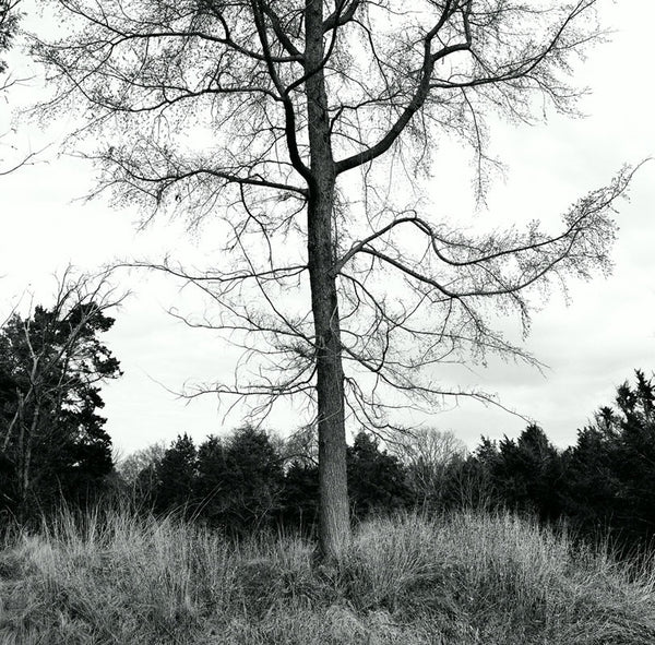 Black and white landscape photograph of a tree in winter, standing atop an Earthen wall built by soldiers in 1863, to act as a defensive fortification during the US Civil War.