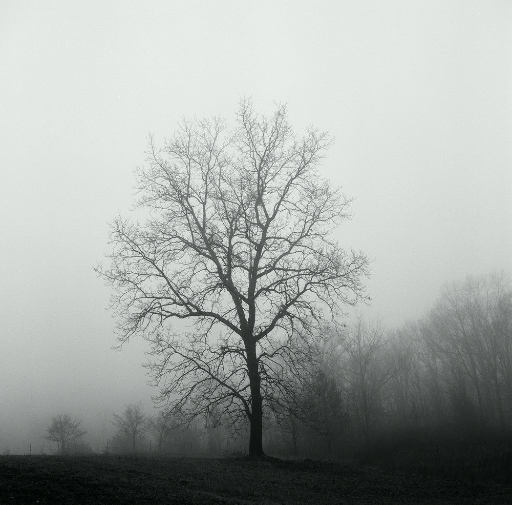 Black and white landscape photograph of a barren tree on a foggy, dark winter day.